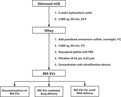 Frontiers Skimmed Bovine Milk Derived Extracellular Vesicles